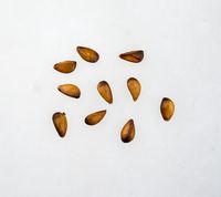 Burgundy Apple seeds